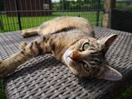 Mandula - süßes Katzenmädchen sucht Dich - Walluf