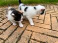 Katzenbabys suchen neues Zu Hause in 48369