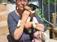 Verschmuste Jack Russel Zaubermaus sucht - Meinerzhagen