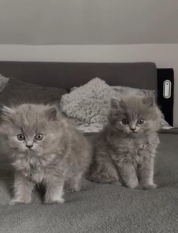 Britisch Langhaar Kitten - Plettenberg Zentrum