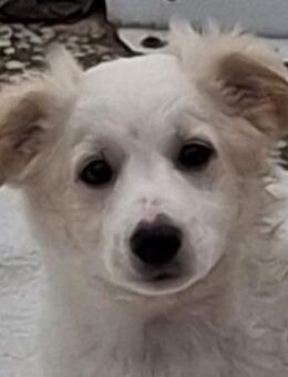 Torian, geb. ca. 09/2025, GRIECHENLAND - Euskirchen