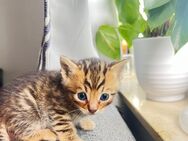Bengal x Britisch Kurzhaar x Hauskatze Mix – Kitten abzugeben - Leverkusen Zentrum