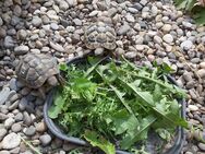 Griechische Landschildkröten - Waghäusel