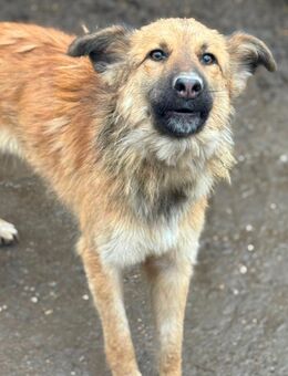 Harzer Fuchs mix Hündin - Wegberg