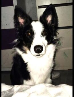 GALA - anhängliche Border Collie Hündin - Kempen