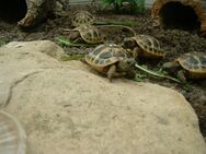 Griechische Landschildkröten - Laer