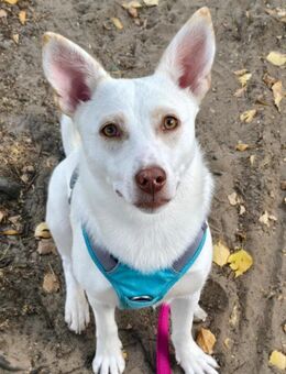 Daisy sucht ihre Menschen - Berlin