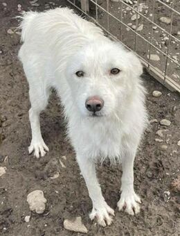 Zartes Mäuschen JANA.... - Koblenz