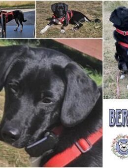 BERYL * liebe Familienhündin - Duisburg