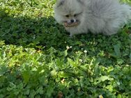 Pomeranian Welpen Bärchen - Frechen