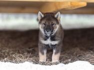 Shikoku Welpe, ähnlich Shiba Inu, Akita - Freudenberg (Nordrhein-Westfalen)