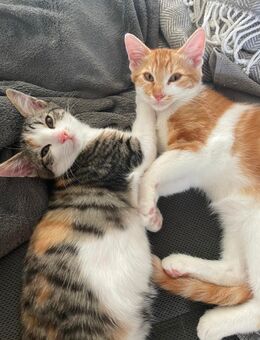 2 Main Coon Mix Kätzchen - Dietersburg