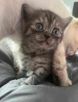 BKH Mädchen sucht Dosenöffner - Hartha