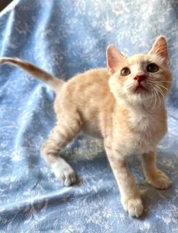 Raimo 🐾 gekämpft und gesiegt - Kirchheim (München)