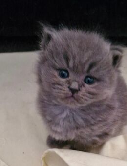 Süße graue BLH Kätzchen & junger Kater zu vergeben - Bremen
