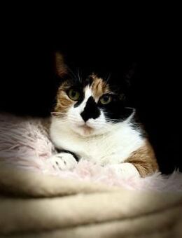 Elina - die Schöne - Rambin