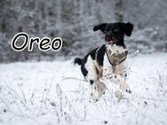 Oreo, die Zuckerschnute 😍🐶😍 - Essingen (Rheinland-Pfalz)