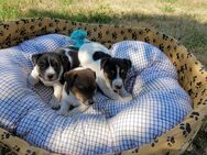 Verkaufe süße kleine Jack Russel Terrier Welpen. - Urleben