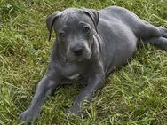 Cane Corso Welpe - Dortmund