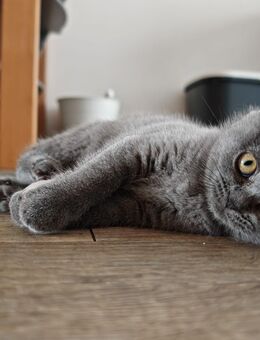 BKH Kitten in blau/ Abgabebereit - Hamburg