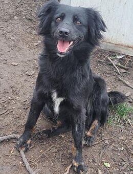 Süße Sophie sucht ihre Familie - Weilheim (Oberbayern)