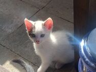 Kitten Kater - Gumtow