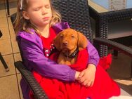 Wurfankündigung Magyar Vizsla welpen - Berlin