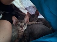 Sphynx kitten suchen ein tolles zu Hause - Eschweiler