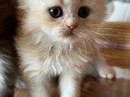 Perser Kitten bald bereit für ein neues zuhause!!! - Kornwestheim