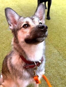 Herzensbrecherin Phoebe sucht Zuhause - Ottweiler