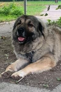 Rocky sucht sein passendes Zuhause - Gilching