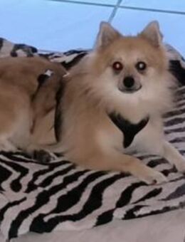 Ferike° in 46514 Schermbeck - Wolfhagen