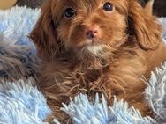 Cavapoo Welpen - Uplengen