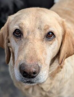 ESA - liebe, zauberhafte Hundemama - Kallmünz