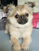 Chihuahua Rüde, 9 Monate in 52159