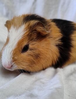 Meerschweinchen Bock Böcke 8 Wochen - Högsdorf