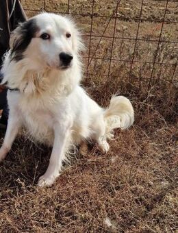 Jenny, freundlich und menschenbezogen - Bonndorf (Schwarzwald)