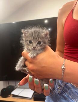 3 zuckersüße BKH Kitten - Waffenbrunn