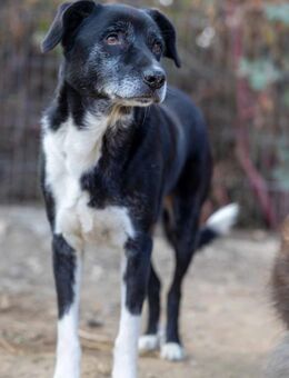 Negry sucht Hunderfahrene Familie - Kallmünz