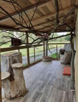 Norwegische Waldkatzen Kitten abzugeben! - Frauenstein Zentrum