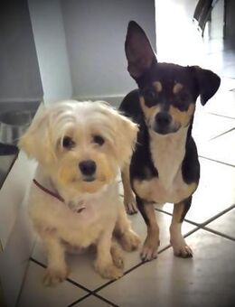 Aliz und Pacollino Love Story - Wolfhagen