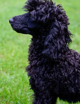 Zwergpudel/ Kleinpudel- Jungrüde - Altenpleen