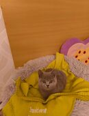 Süße BKH Katzen Babys in 38381