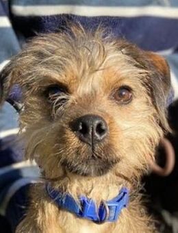 Kleine DAISY sucht Zuhause - Gefrees