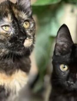 PIXEL&PRIM - Zwei Schwestern auf Suche! - Sulzbach-Laufen