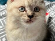 BKH Katzen Britisch Kurzhaar Katzenbaby reinrassig - Köln