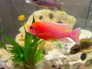 Malawi Buntbarsch Aulonocara Fire Fish - Hettstadt