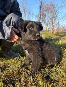 Leuchtendes Hundemädchen- Lumi - Ellerbek