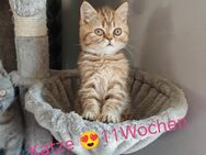 BKH BRITISCH kurzhaar 11 Wochen 🥰!Mit Impfung und Entwurmung! - Harth-Pöllnitz