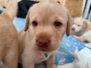 Labrador Welpen - Freihung